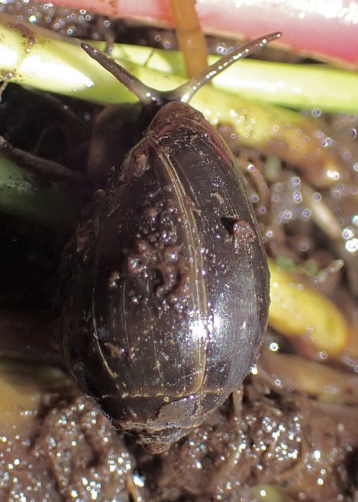 Melampus castaneus
