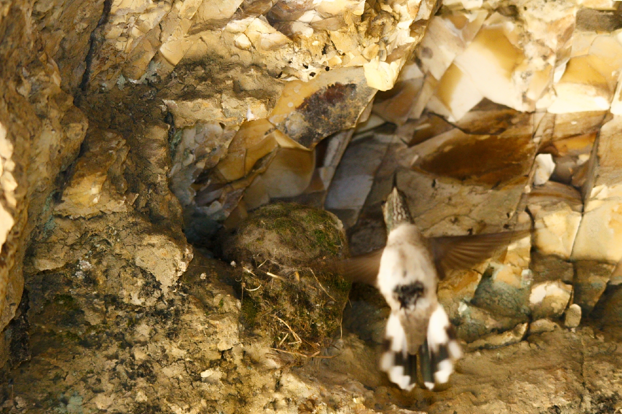 White-sided Hillstar (Oreotrochilus leucopleurus), photo 9