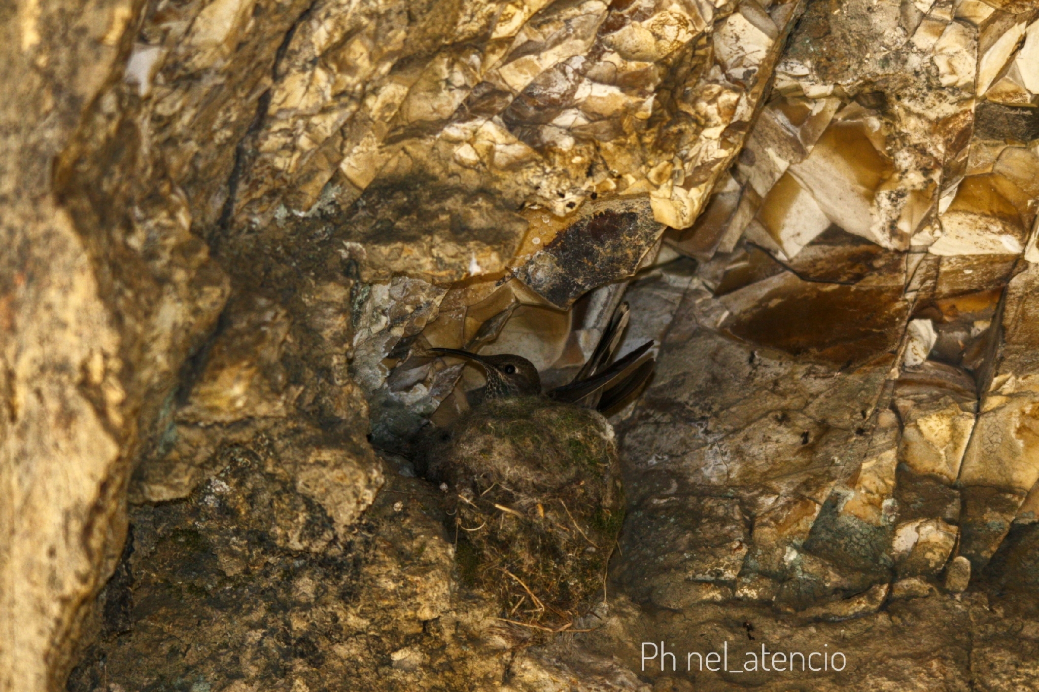 White-sided Hillstar (Oreotrochilus leucopleurus), photo 10