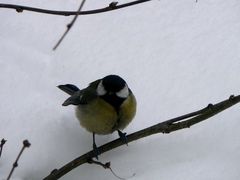 Parus major