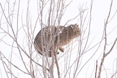 Felis lybica ornata