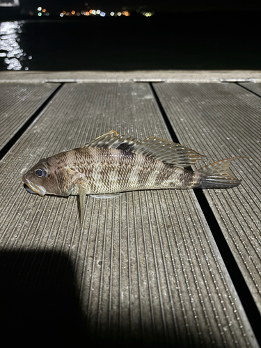 Cherne (Centropristis philadelphica) — Serranidae — 5