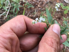 Heliotropium steudneri