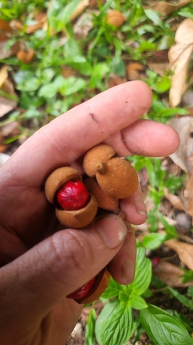 Myristica globosa, photograph 2