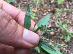 Heliotropium steudneri