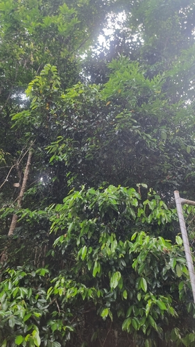 Myristica globosa, photograph 4