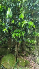 Myristica globosa, photograph (c) Evert Materman, some rights reserved (CC BY-SA)
