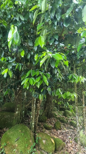 Myristica globosa, photograph 6