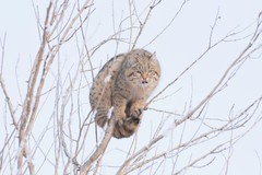 Felis lybica ornata
