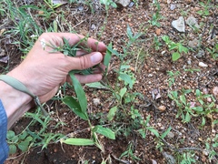 Heliotropium steudneri