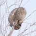 Asian Wildcat - Photo (c) andriy, some rights reserved (CC BY-NC), uploaded by andriy