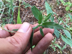 Heliotropium steudneri