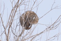 Felis lybica ornata