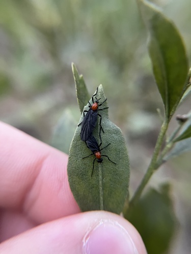 Unknown species found near James E. Grey Preserve, New Port Richey, FL, US