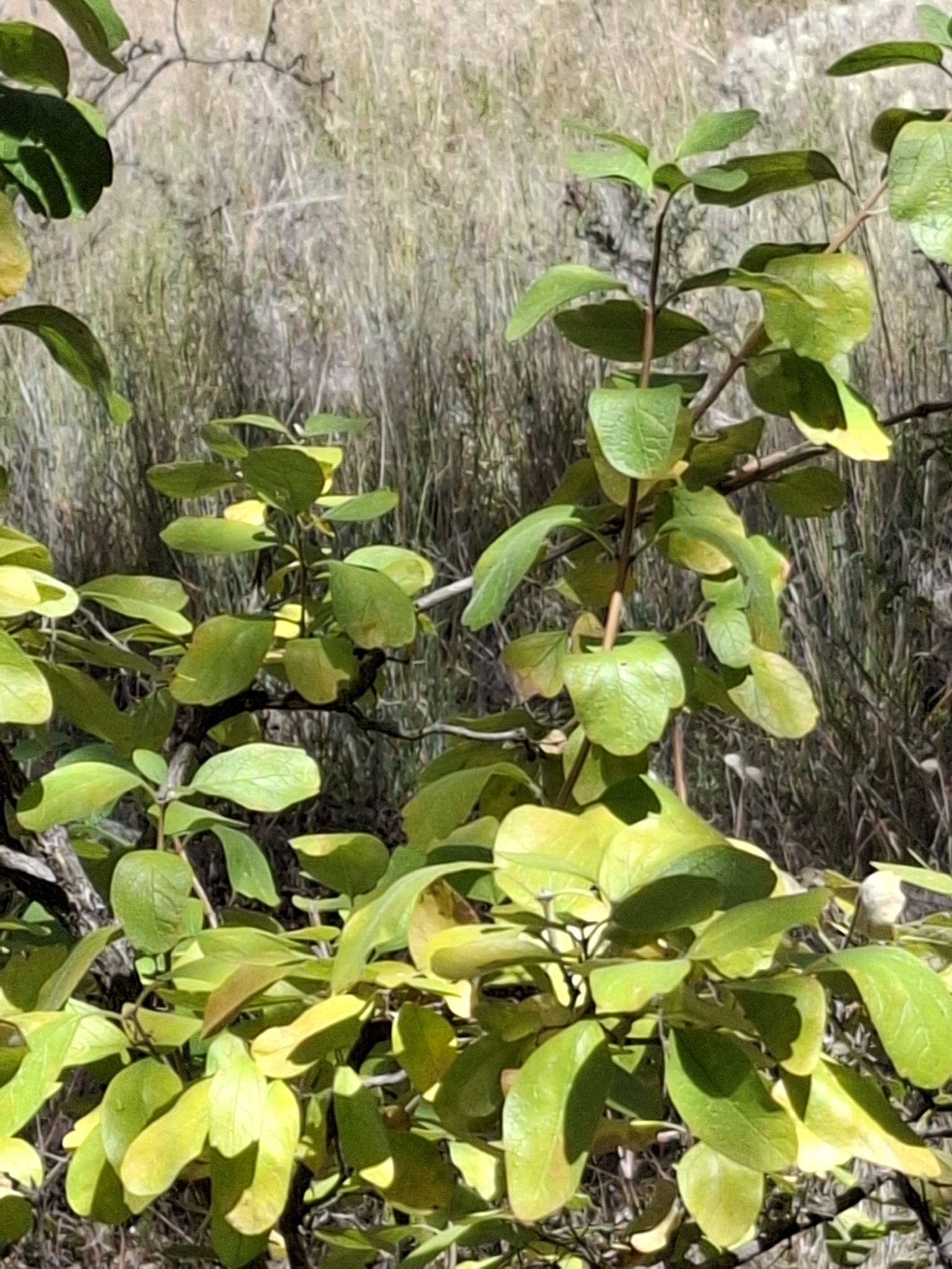 Citharexylum altamiranum