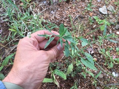 Heliotropium steudneri
