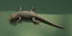 Lygodactylus incognitus