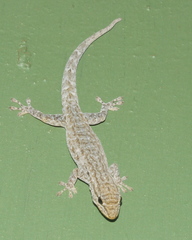 Lygodactylus incognitus