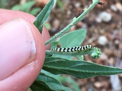 Heliotropium steudneri