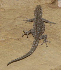 Lygodactylus incognitus