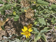 Verbesina encelioides, recorded fruiting