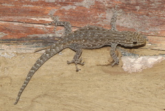 Lygodactylus incognitus