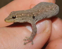 Lygodactylus incognitus