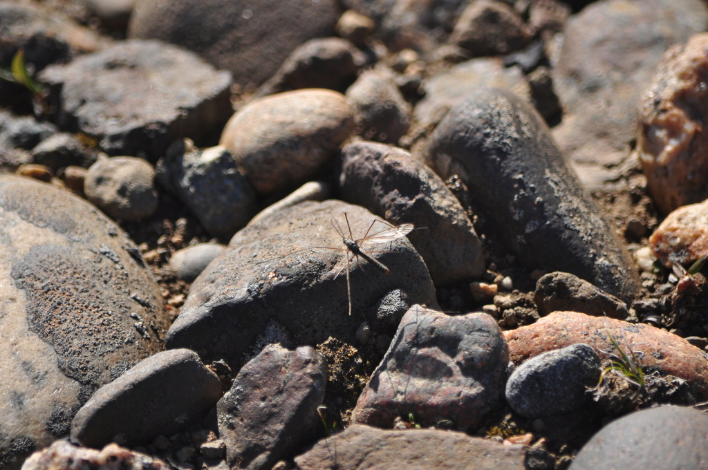 Tipula arctica