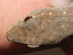 Lygodactylus incognitus