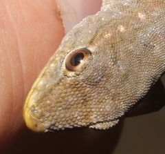 Lygodactylus incognitus