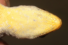 Lygodactylus incognitus