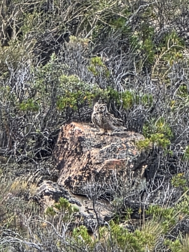 Lesser Horned Owl (Bubo magellanicus)