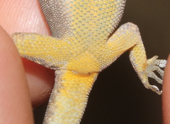 Lygodactylus incognitus