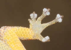 Lygodactylus incognitus