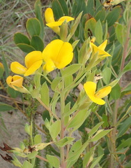 Rafnia elliptica