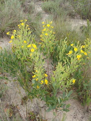 Rafnia elliptica
