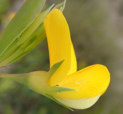 Rafnia elliptica
