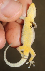 Lygodactylus incognitus