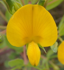 Rafnia elliptica