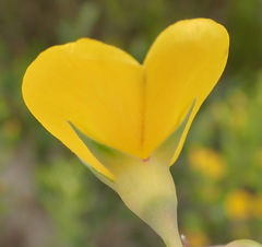 Rafnia elliptica
