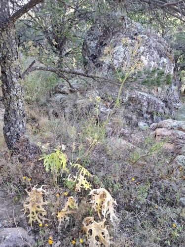 Psacalium peltatum, photograph 1