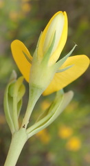 Rafnia elliptica