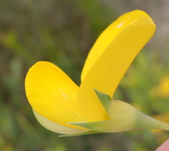 Rafnia elliptica