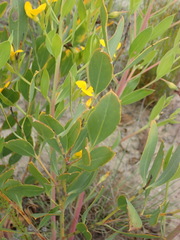 Rafnia elliptica