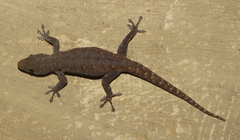Lygodactylus incognitus