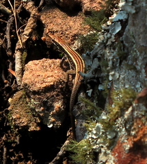 Soutpansberg Rock Lizard photo 2