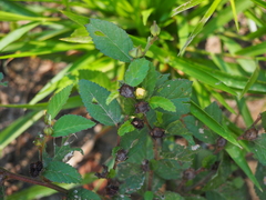 Image of Sida ulmifolia