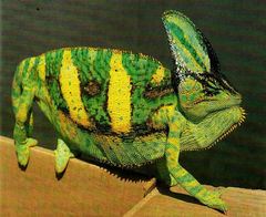 Chamaeleo calyptratus