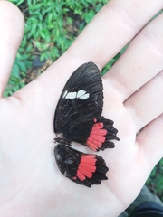 Parides iphidamas