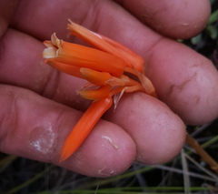 Aloe soutpansbergensis